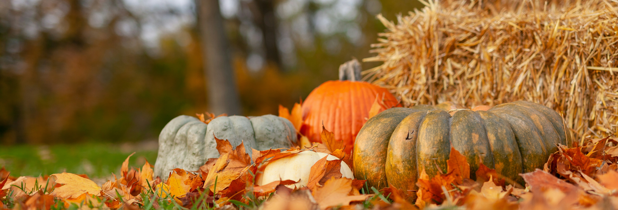 Thanksgiving-Hero-Banner-2025-2000x680-No-Text